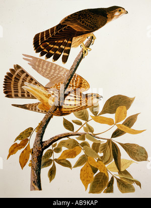 Zoologie, oiseaux, Merlin (Falco columbarius), Aquatinta, 'The Birds of America' de John James Audubon, 1827 - 1838, collection privée, Washington DC, Banque D'Images