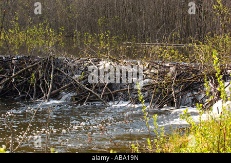 Barrage de castor Banque D'Images