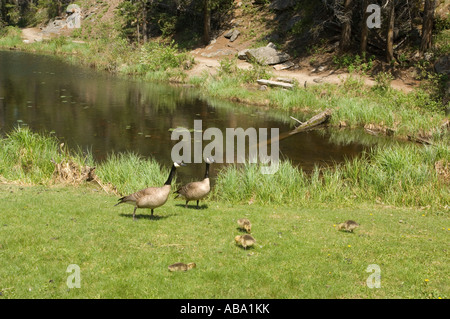 La famille de Bernaches du Canada se nourrissent dans l'herbe verte Banque D'Images