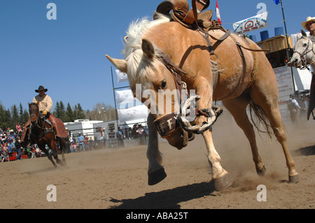 Une selle Bronc tronçonnage à un rodéo. Banque D'Images