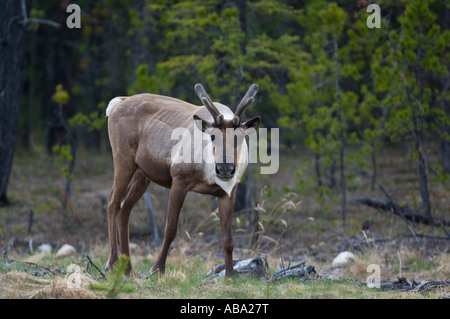 Un Caribou des bois bull côte sur Banque D'Images