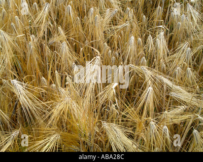 Hordeum vulgare Banque D'Images