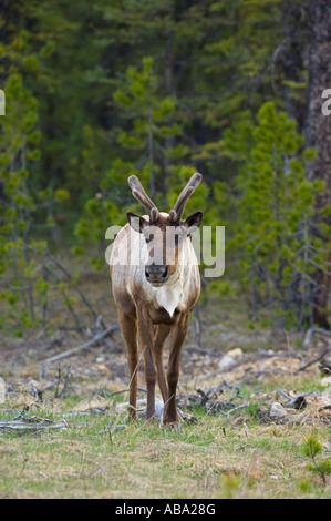 Un Caribou des bois en voie de disparition Banque D'Images