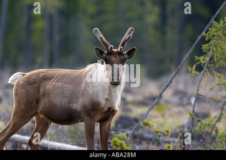 Un Caribou des bois bull standing Banque D'Images