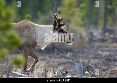 Un gros plan d'un caribou des bois Banque D'Images