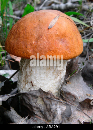 Manette rouge scaber plafonné Banque D'Images
