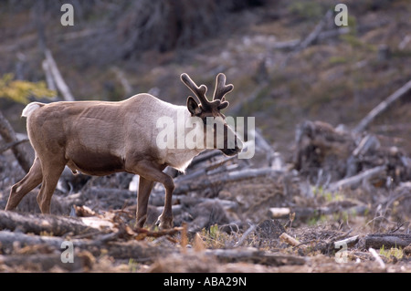 Un taureau Le caribou des bois au printemps Banque D'Images