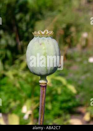 Poppy seed head Banque D'Images