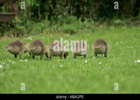 Les jeunes oisons Bernache du Canada (Branta canadensis) à fond dans une ligne en quête de nourriture dans l'herbe Banque D'Images