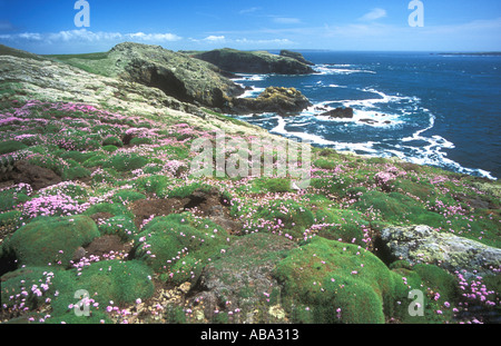 L'île de Skomer Shearwater Pembrokeshire burrows avec sea thrift campion et sur l'île de Skomer RSPB Pembrokeshire Wales sanctuaire Banque D'Images