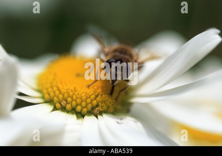 Abeille sur daisy Banque D'Images