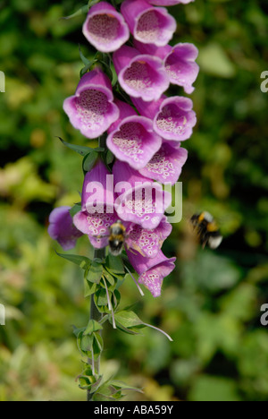 Les abeilles visitant un foxglove Banque D'Images