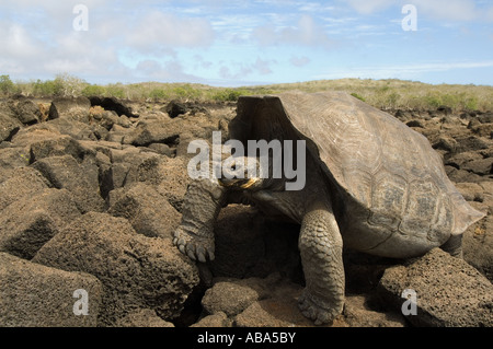 Tortue géante des Galapagos (Geochelone elephantopus chatamensis) standing in dry lake-lit fait de pierres de lave, Galapagos Banque D'Images