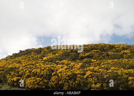 L'ajonc Ulex europaeus Furze avec avec les fleurs jaunes au Royaume-Uni et en Écosse et donne une excellente protection à la nidification Banque D'Images