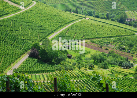 Vignes près de Uhlbach Baden Wuerttemberg Stuttgart Allemagne Weinberge bei Stuttgart Untertürkheim Banque D'Images