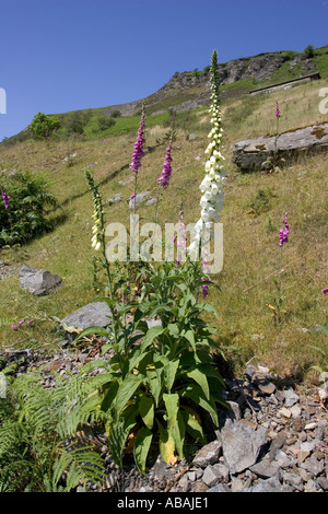 La digitale pourpre Digitalis purpurea blanc en pleine floraison Mid Wales contient le coeur de la digitaline qui peuvent être toxiques Banque D'Images