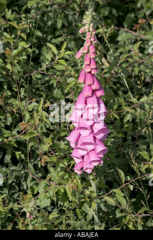 La digitale pourpre Digitalis purpurea en pleine floraison Mid Wales contient le coeur de la digitaline qui peuvent être toxiques Banque D'Images