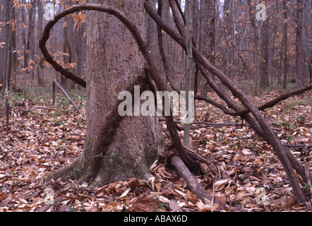 Tronc de l'arbre et la vigne dans une forêt d'hiver Virginia USA Banque D'Images