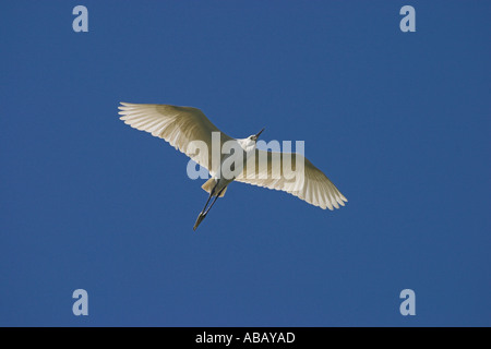 Aigrette garzette en vol du delta du fleuve Axios, Grèce du Nord, printemps 2005 Banque D'Images