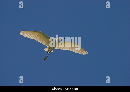 Aigrette garzette en vol au delta du fleuve Axios, Grèce du Nord Banque D'Images