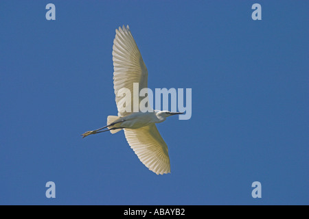 Aigrette garzette en vol au delta du fleuve Axios, Grèce du Nord Banque D'Images