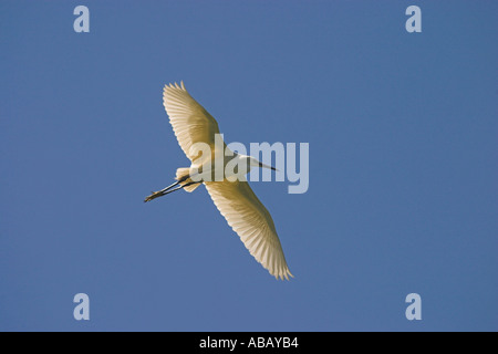 Aigrette garzette en vol au delta du fleuve Axios, Grèce du Nord Banque D'Images