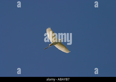 Aigrette garzette en vol au delta du fleuve Axios, Grèce du Nord Banque D'Images