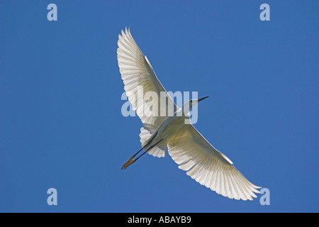 Aigrette garzette en vol au delta du fleuve Axios, Grèce du Nord Banque D'Images