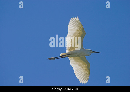 Aigrette garzette en vol au delta du fleuve Axios, Grèce du Nord Banque D'Images