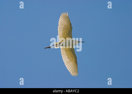 Aigrette garzette en vol au delta du fleuve Axios, Grèce du Nord Banque D'Images