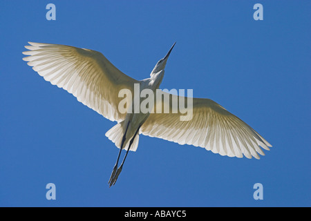 Aigrette garzette en vol au delta du fleuve Axios, Grèce du Nord Banque D'Images