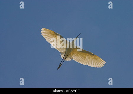 Aigrette garzette en vol au delta du fleuve Axios, Grèce du Nord Banque D'Images