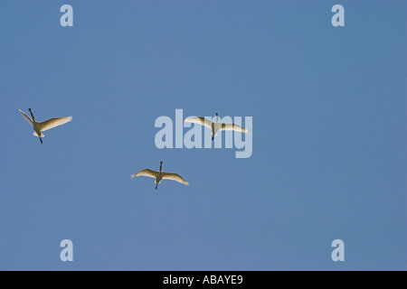 Spatules en vol au delta du fleuve Axios, Grèce Banque D'Images