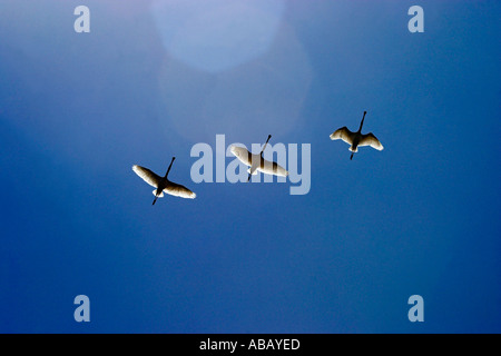 Spatules en vol au delta du fleuve Axios, Grèce Banque D'Images