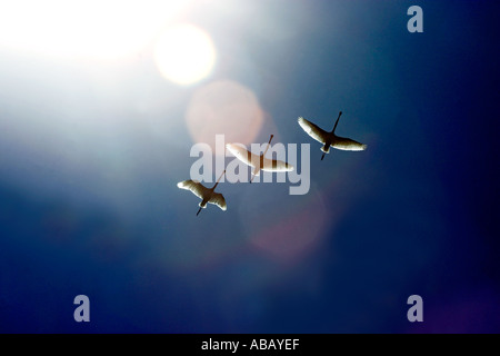 Spatules en vol au delta du fleuve Axios, Grèce Banque D'Images