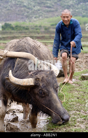 Riziculteur paysan chinois et son buffle labourer son champ, Yangshuo, Chine Banque D'Images