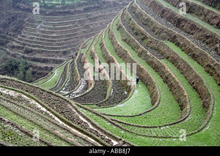 Chinois, Longsheng Rizières en terrasses de Longji, près de l'épine dorsale du Dragon Un Ping Village, Province du Guangxi, Chine Banque D'Images