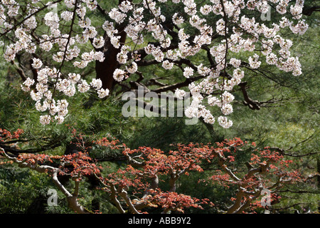 Les fleurs de cerisier dans Shin-en jardin à l'intérieur de Sanctuaire Heian, Kyoto, Japon Banque D'Images