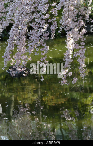 Les fleurs de cerisier dans Shin-en jardin à l'intérieur de Sanctuaire Heian, Kyoto, Japon Banque D'Images