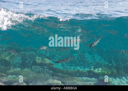 Europe Espagne île des Canaries La Palma et le poisson de l'océan vu de la côte de Santa Cruz de La Palma Banque D'Images