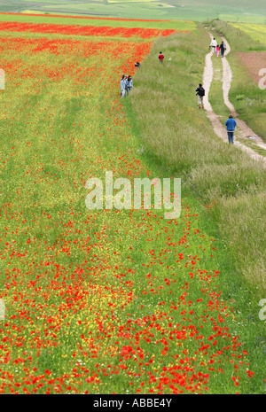 Annuelle spectaculaire de fleurs sauvages au Piano Grande à Castelluccio ,dans le parc national des Monts Sibyllins, Le Marches, Italie Banque D'Images