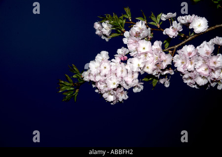 Fleurs sur branche d'arbre contre le ciel noir Banque D'Images