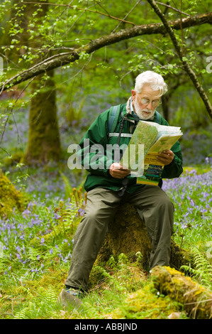 Un vieil homme lit une carte en bois bluebell près de Coniston, Lake district, UK Banque D'Images