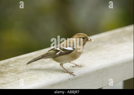 Une femelle Pinson sur une clôture Banque D'Images