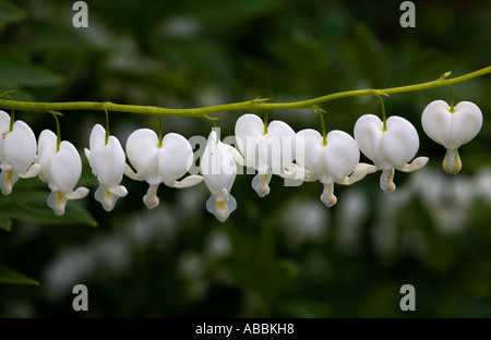 La variété blanche du coeur saignant 'bonbon' Fleur - Dicentra spectabilis Alba. Banque D'Images