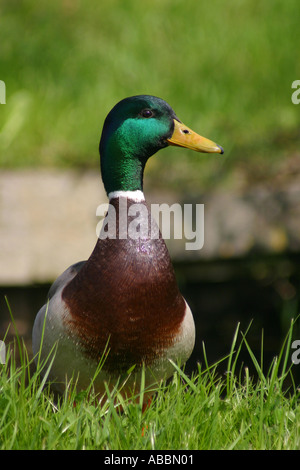 Canard colvert mâle Amsterdam Pays-Bas Banque D'Images