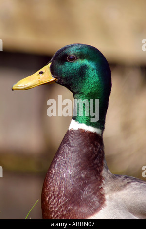 Canard colvert mâle Amsterdam Pays-Bas Banque D'Images