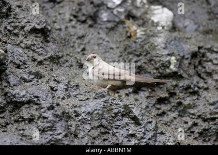 Crag Martin perché sur rock face Banque D'Images