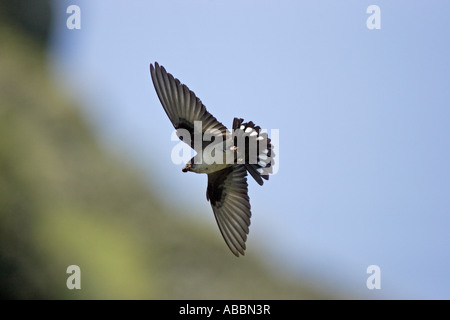 Crag Martin en vol Banque D'Images