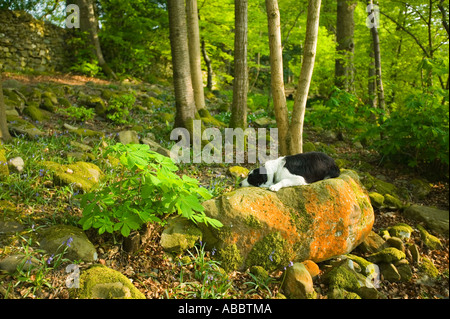 Un Border Collie au printemps sur les rives du lac Windermere, à Glen Wynne, Cumbria, Royaume-Uni Banque D'Images